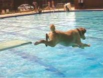 Doggie Day Swim 