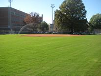 Field of grass with a border of trees