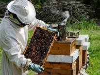 Urban Beekeeping Program
